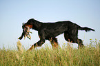 Gordon Setter apportiert Ente