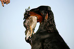 Gordon Setter apportiert Ente