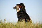 Gordon Setter apportiert Ente