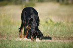 Gordon Setter apportiert Fuchs