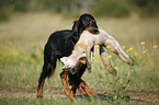 Gordon Setter apportiert Fuchs