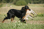 Gordon Setter apportiert Fuchs