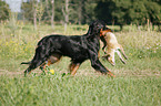 Gordon Setter apportiert Fuchs