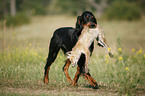 Gordon Setter apportiert Fuchs