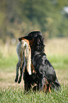 Gordon Setter apportiert Fuchs