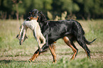 Gordon Setter apportiert Fuchs