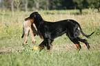 Gordon Setter apportiert Fuchs