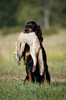 Gordon Setter apportiert Fuchs