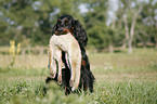 Gordon Setter apportiert Fuchs