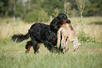 Gordon Setter apportiert Fuchs