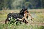 Gordon Setter apportiert Fuchs