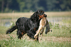 Gordon Setter apportiert Fuchs