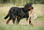 Gordon Setter apportiert Fuchs