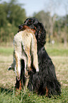 Gordon Setter apportiert Fuchs