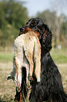 Gordon Setter apportiert Fuchs