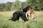 Gordon Setter apportiert Fuchs