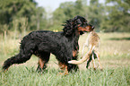 Gordon Setter apportiert Fuchs