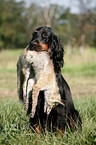 Gordon Setter apportiert Fuchs