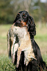 Gordon Setter apportiert Fuchs