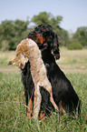 Gordon Setter apportiert Fuchs