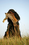 Gordon Setter apportiert Hase