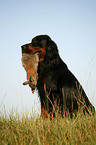 Gordon Setter apportiert Hase