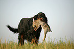 Gordon Setter apportiert Hase