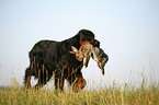 Gordon Setter apportiert Hase