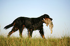 Gordon Setter apportiert Hase