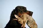 Gordon Setter apportiert Hase