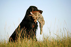 Gordon Setter apportiert Hase