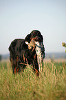 Gordon Setter apportiert Hase