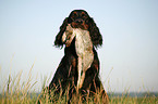 Gordon Setter apportiert Hase