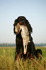 Gordon Setter apportiert Hase