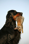 Gordon Setter apportiert Hase