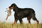 Gordon Setter apportiert Hase