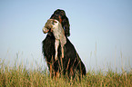 Gordon Setter apportiert Hase