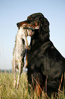 Gordon Setter apportiert Hase