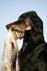 Gordon Setter apportiert Hase