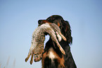 Gordon Setter apportiert Hase