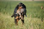 Gordon Setter apportiert Hase