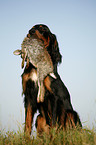 Gordon Setter apportiert Hase