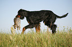 Gordon Setter apportiert Hase