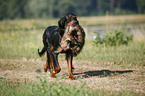 Gordon Setter apportiert Marder