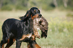 Gordon Setter apportiert Marder