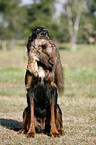 Gordon Setter apportiert Marder