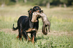 Gordon Setter apportiert Marder