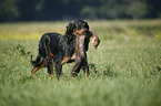 Gordon Setter apportiert Marder