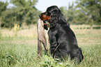 Gordon Setter apportiert Marder