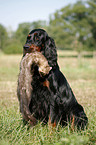 Gordon Setter apportiert Marder